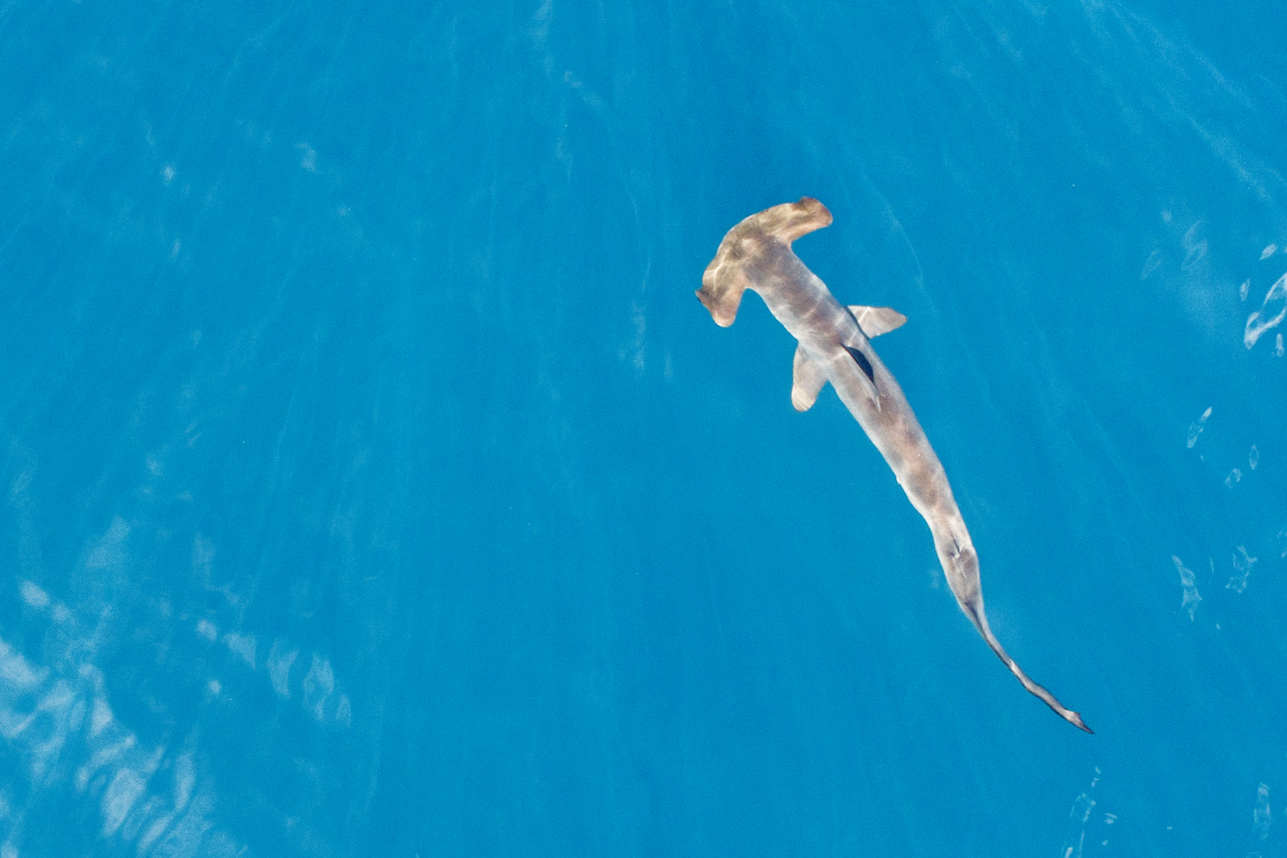 AZORES 2023 GALLERY – CONSHARKVATION.ORG